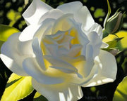 Divine White Rose By Brain Davis